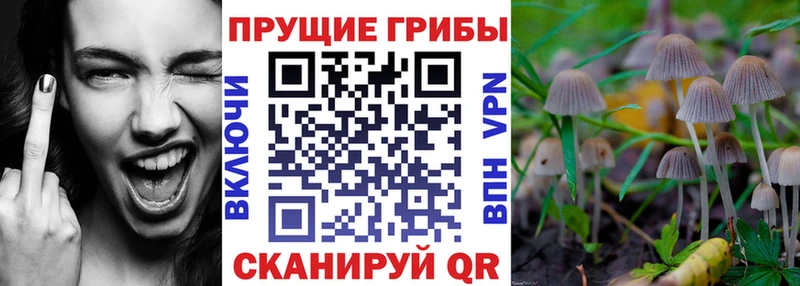 Галлюциногенные грибы мицелий Белая Калитва